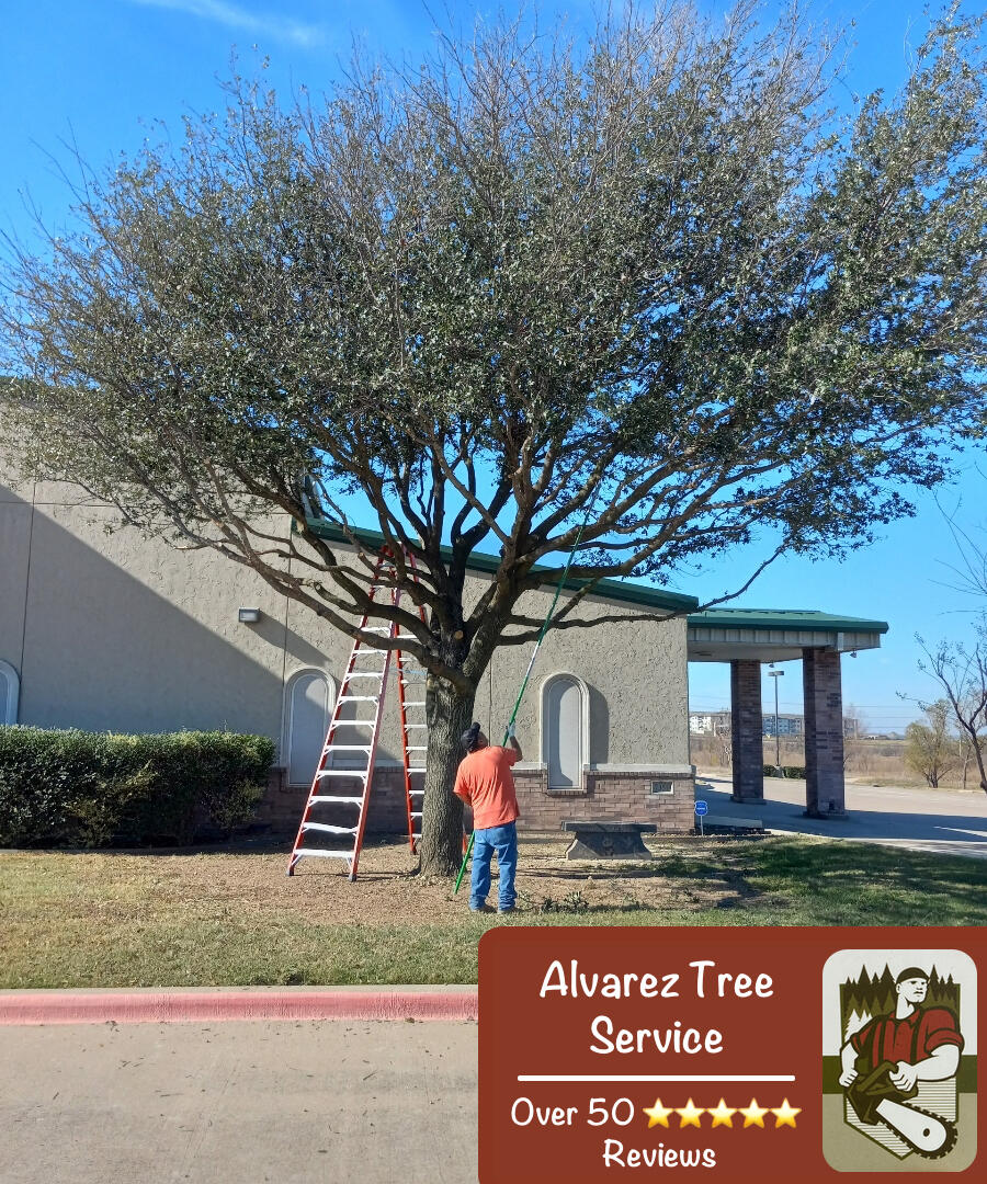 Fort Worth Tree Trimming