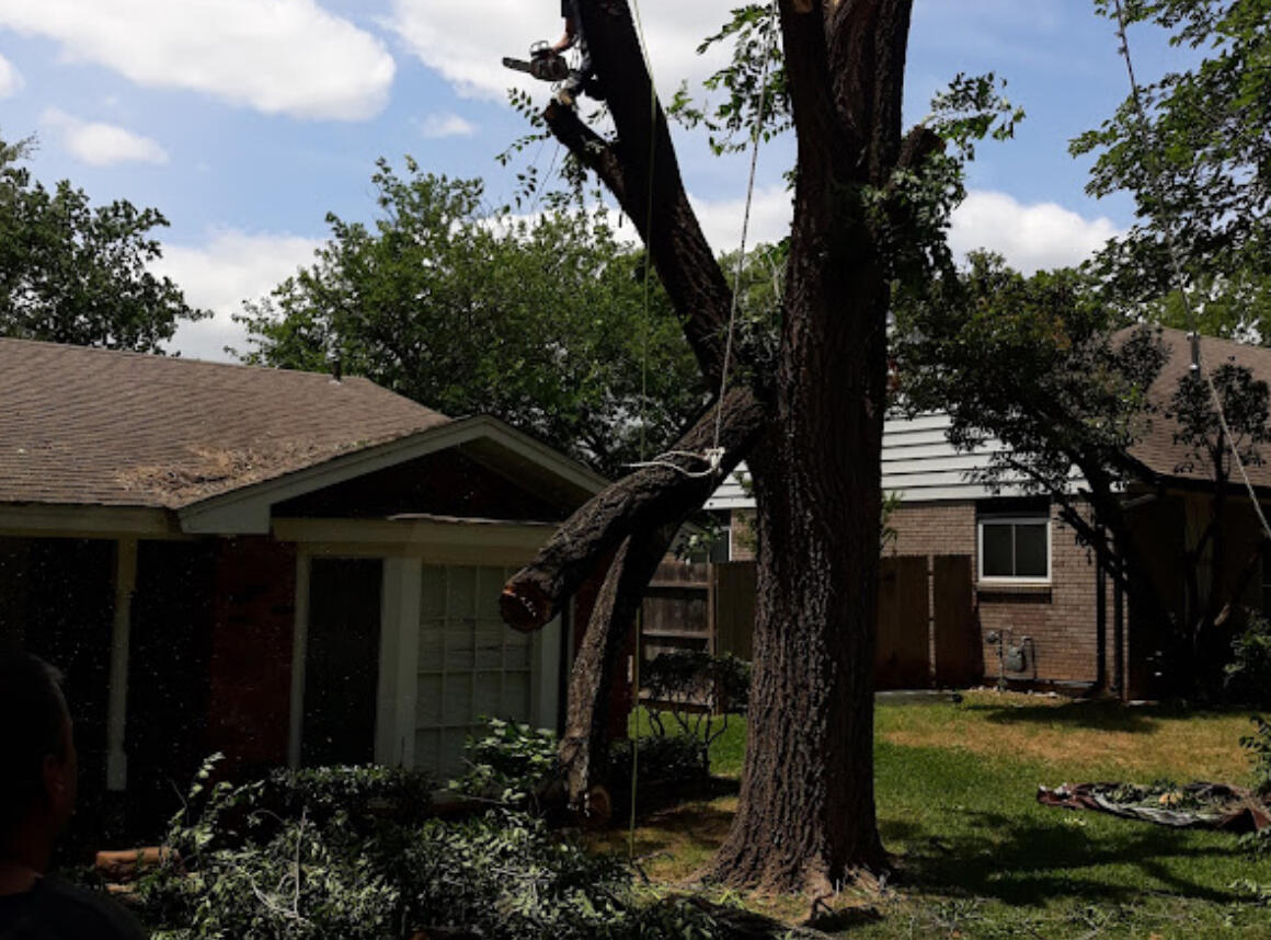 Fort Worth Tree Pruning